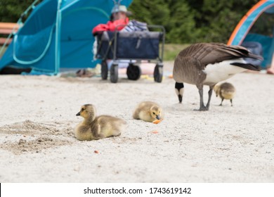 PORT MOODY, BC / CANADA - May 28, 2020: Goose Family Looking For Food At White Pine Beach