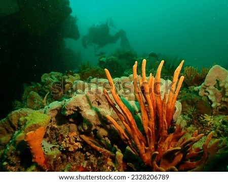 Port Phillip bay sponges with a diver in the background.