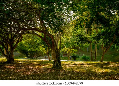 PORT OF SPAIN, TRINIDAD - February 4 2019: A Peaceful Scene, In The Royal Botanic Gardens Port Of Spain, Trinidad.