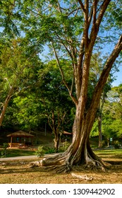 PORT OF SPAIN, TRINIDAD - February 4 2019: A Peaceful Scene, In The Royal Botanic Gardens Port Of Spain, Trinidad.