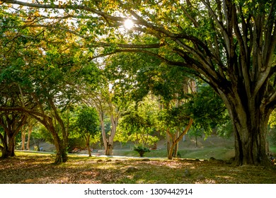 PORT OF SPAIN, TRINIDAD - February 4 2019: A Peaceful Scene, In The Royal Botanic Gardens Port Of Spain, Trinidad.