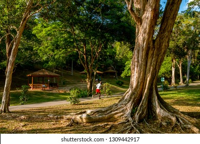 PORT OF SPAIN, TRINIDAD - February 4 2019: A Peaceful Scene, In The Royal Botanic Gardens Port Of Spain, Trinidad.