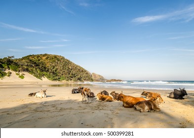 Port St Johns Beach, Cows Lying On Shore In Front Of Indian Ocean. Wild Coast, Eastern Cape, South Africa