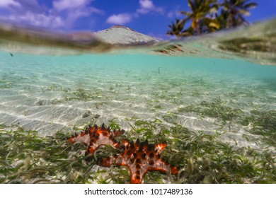 Port Vila, Efate / Vanuatu - September 21 2017: Starfish Underwater At Erakor Island