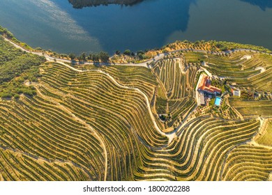 Port Wine Wine Farm In Douro