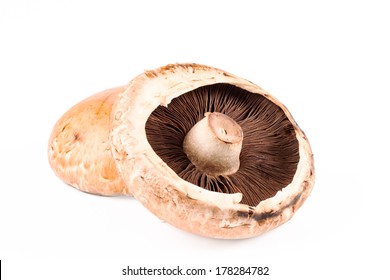 can dogs eat portabella mushrooms