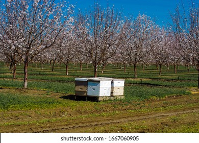 Portable white beehive boxes placed on wooden pallet in blossoming almond orchard to help increase pollination of the trees to increase crop yield