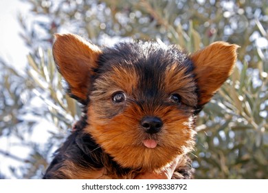 Portait Of 2 Months Old Yorkshire Terrier