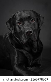 Portait Of The Black Labrador Retriever Dog