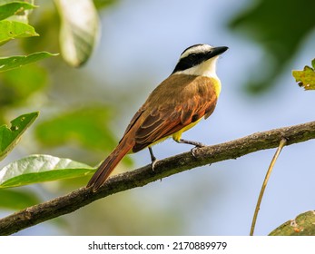 Portait of a Great Kiskadee Perched on a Tree Branch in Costa Rica