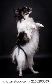 portait of The Papillon Dog - Continental Toy Spanie