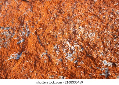 portait of the red rock in the bay of fires in tasmania. This orange hue of the rocks comes from lichens, a combination of algae and fungus that live together in a symbiotic relationship.