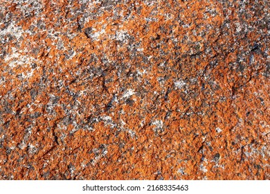 portait of the red rock in the bay of fires in tasmania. This orange hue of the rocks comes from lichens, a combination of algae and fungus that live together in a symbiotic relationship.