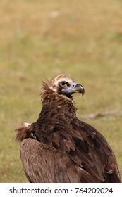 Portarit Black Vulture