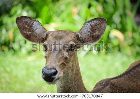 Portarit Eld Deer