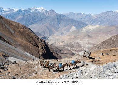 Porter Mules On Annapurna Circuit Trek, Nepal