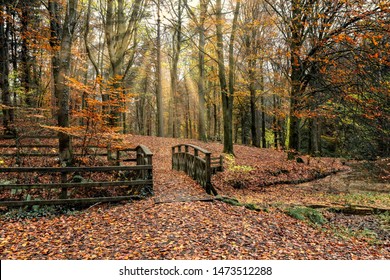 Portglenone Forest, Ballymena, County Antrim, Northern Ireland