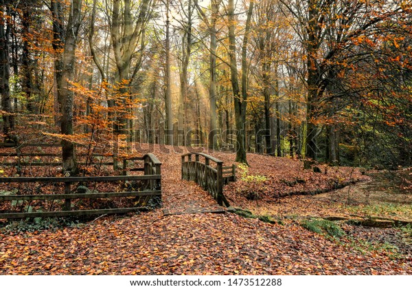 Portglenone Forest Ballymena County Antrim Northern Stock Photo (Edit ...