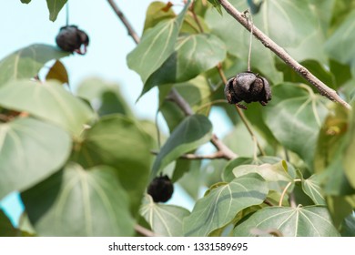 Portia Tree With Dry Flower