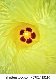 Portia Tree Flower Closeup To The Stigma