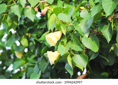 Portia Tree Leaf Nature Photo