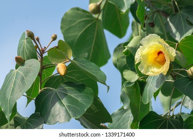 Portia Tree With Yellow Blossom Flower