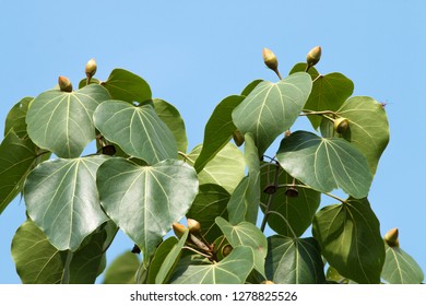 Portia Tree With Yellow Bud  Flower