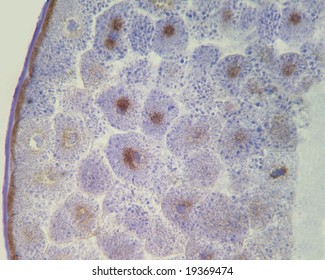 A Portion Of A Frog Blastula, 100X, C7205