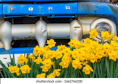 Portland, Oregon / United States Of America - March 24, 2019: Flowers Bloom In The Spring With Classic Cars In The Pacific Northwest On Sauvie Island In Portland, Oregon 