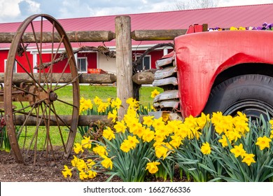 Portland, Oregon / United States Of America - March 24, 2019: Flowers Bloom In The Spring With Classic Cars In The Pacific Northwest On Sauvie Island In Portland, Oregon 