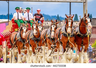 Portland, Oregon, USA - June 11, 2016: World Famous Budweiser Clydesdales in the Grand Floral Parade during Portland Rose Festival 2016.