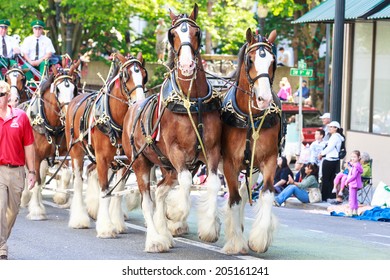 Portland, Oregon, USA - JUNE 7, 2014: World Famous Budweiser Clydesdales   in Grand floral parade through Portland downtown.