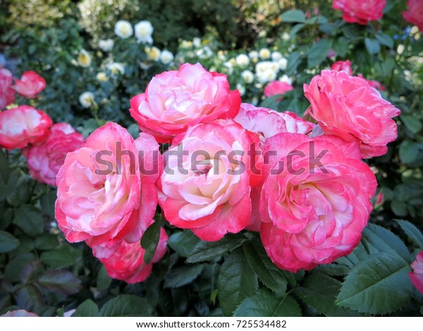 Portland Rose Garden Stockfoto Jetzt Bearbeiten 725534482