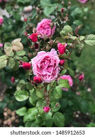 Portland Rose Garden In Bloom