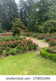 The Portland Rose Garden In Summer