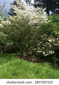 Portland Summer Park With Flower Blooms