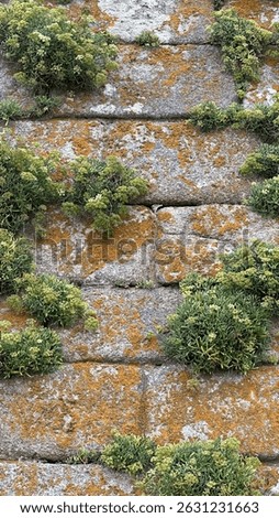 Porto - Unknown date: Green plants and moss growing on an old stone wall