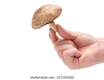 Portobello Mushroom On White With Copy Space