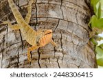 portrai of a bloodsucker lizard ~ climbing a palm tree