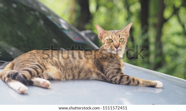 portrail cat relax on back of\
car