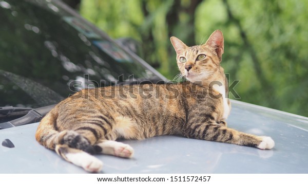 portrail cat relax on back of\
car