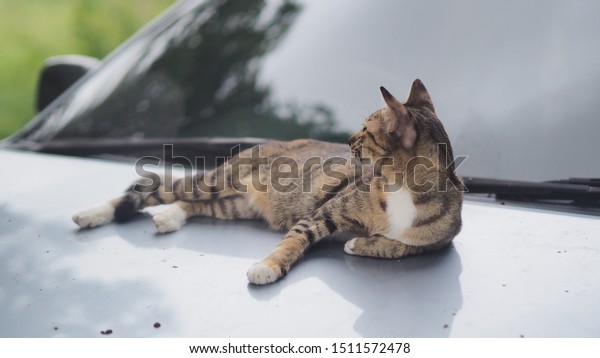 portrail cat relax on back of
car