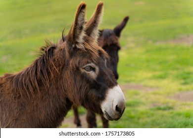 Portrain Of Donkey At The Outdoor 