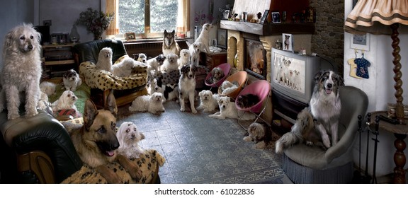 Portrait of 24 dogs in a living room in front of a TV