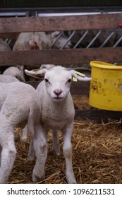 A lamb’s portrait