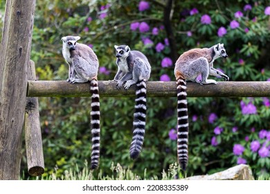 A portrait of 3 ring tailed lemurs sitting on a wooden beam in a zoo. the animals are looking around. the mammals are very cute and their long striped tales are hanging next to eachother. - Shutterstock ID 2208335389