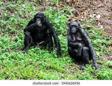 Portrait Of Abonobo Couple Sitting Together In The Wild At The Lola Ya Bonobo Sanctuary Near Kinshasa; Congo Republic