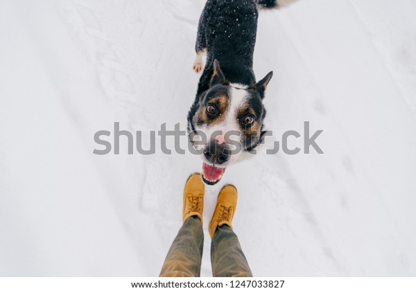 人間の友人の上からのポートレート 忠実な犬が おかしな笑い声で鼻を上げて飼い主を見上げます 舌を出して食べ物を待つかわいい子犬 雪の上に立つ冬の幸せなペット の写真素材 今すぐ編集