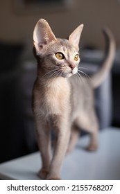 Portrait Of Abyssinian Blue Cat At Home. Curious Three Month Old Kitten Of Blue Color With Big Yellow Eyes. Pets Care. World Cat Day. Vertical Image. Selective Focus.