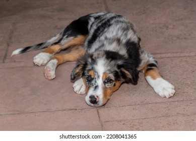 Portrait of an adorable Australian Shepherd puppy lying on the terrace floor bored.